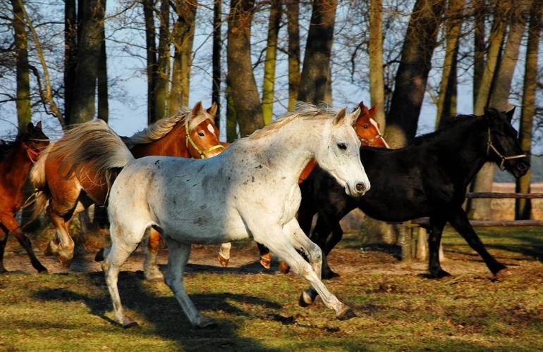 Konie za zagrodą